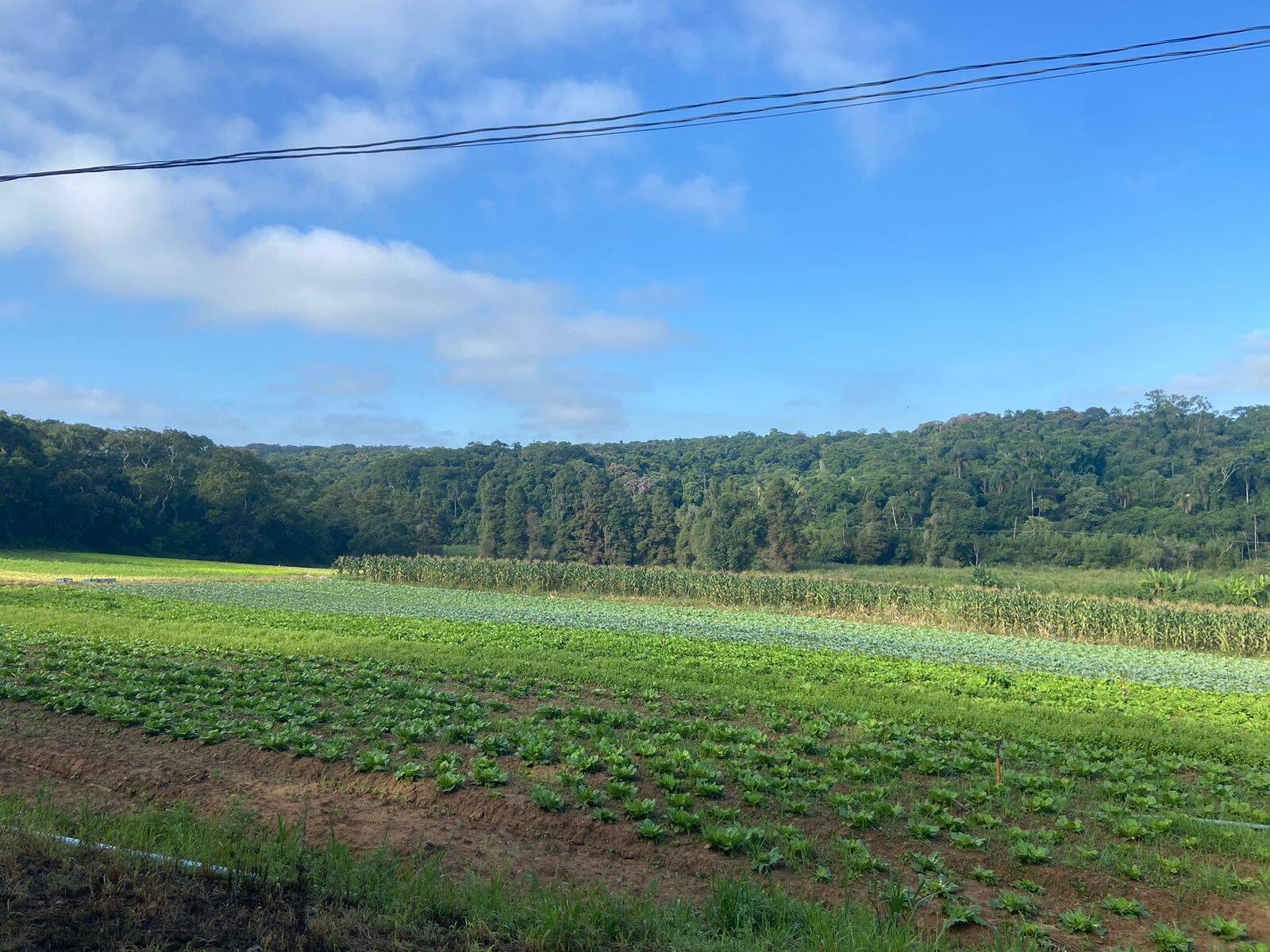 Terreno, 19 hectares - Foto 4