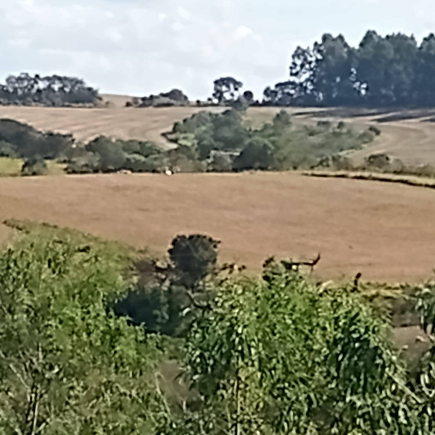 Fazenda, 190 m² - Foto 6
