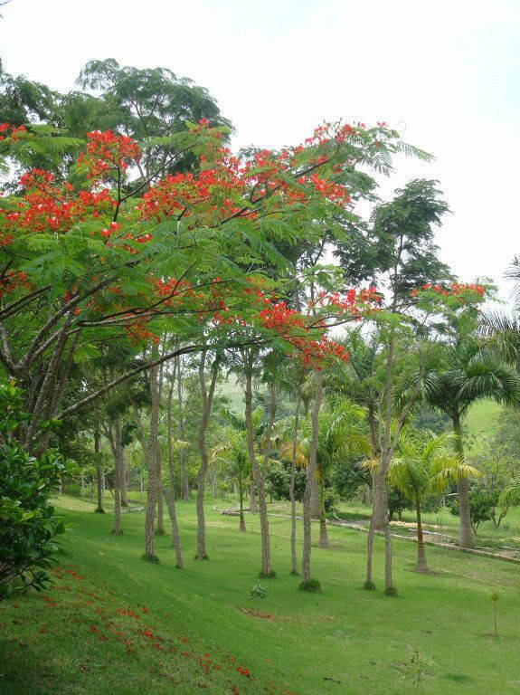 Chácara, 5 quartos, 2 hectares - Foto 13