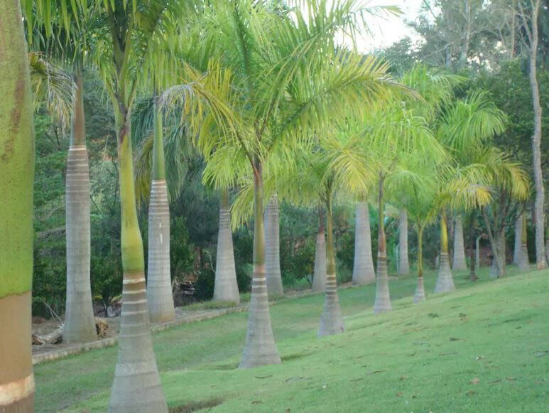 Chácara, 5 quartos, 2 hectares - Foto 17