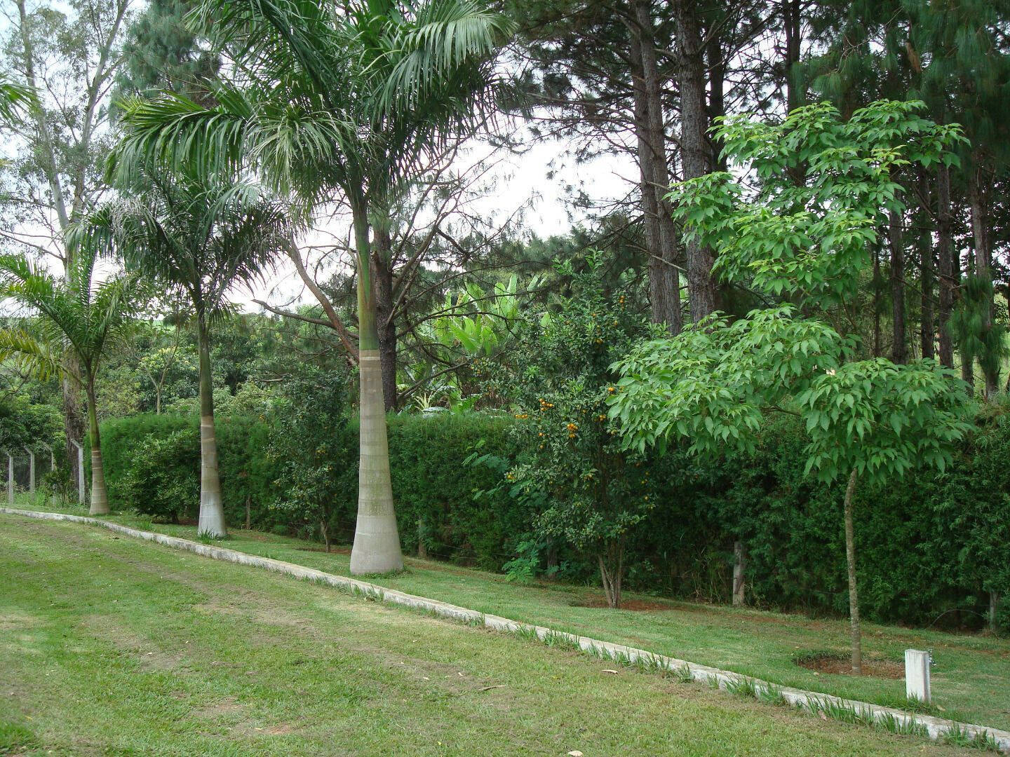 Chácara, 5 quartos, 2 hectares - Foto 18