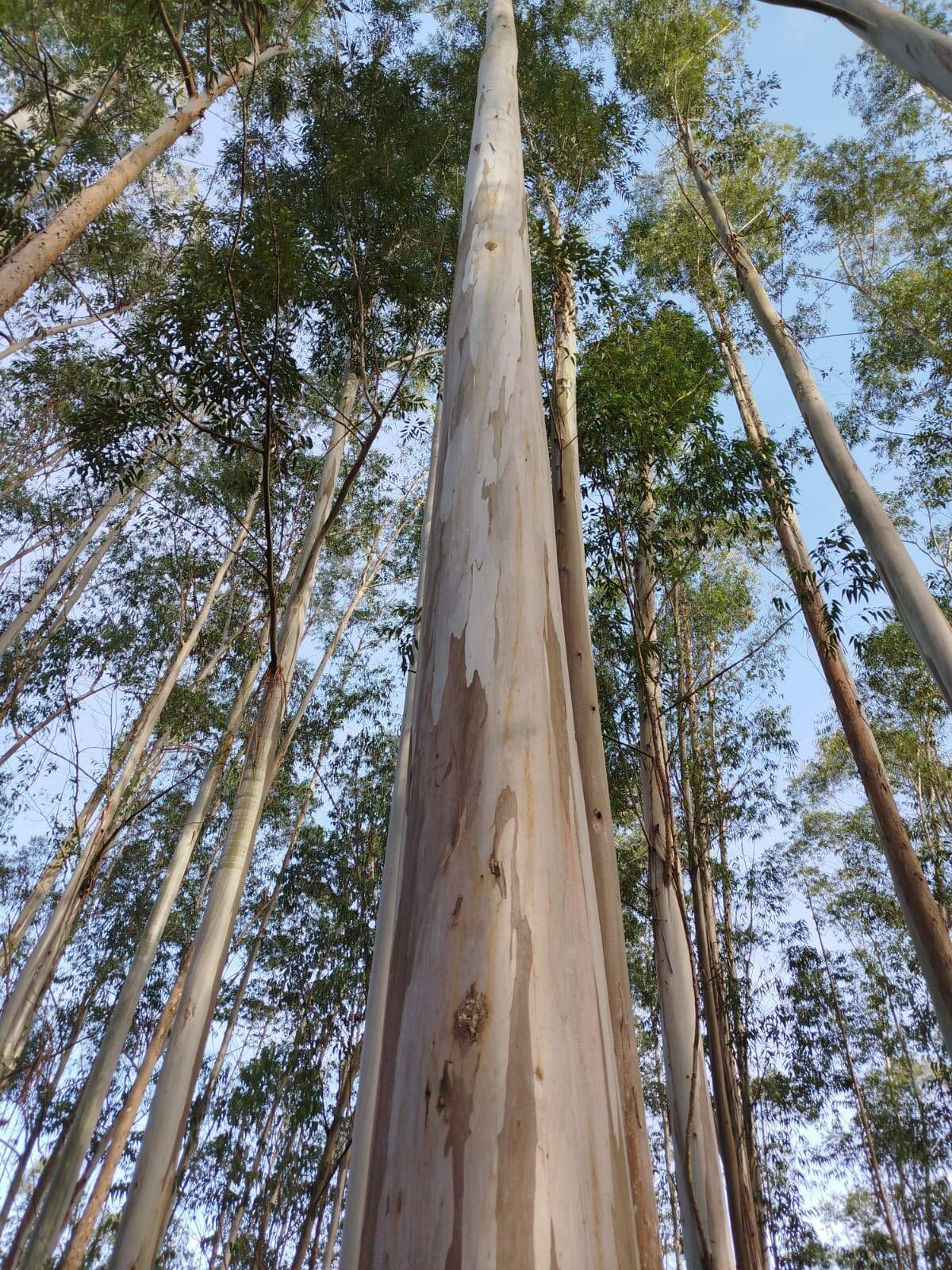 Fazenda, 470 m² - Foto 24