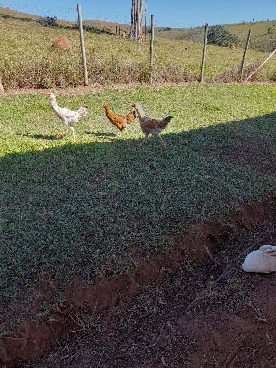 Chácara, 2 quartos, 1 hectares - Foto 21