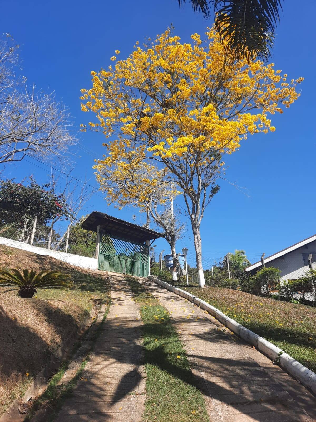 Chácara, 3 quartos, 5650 m² - Foto 6