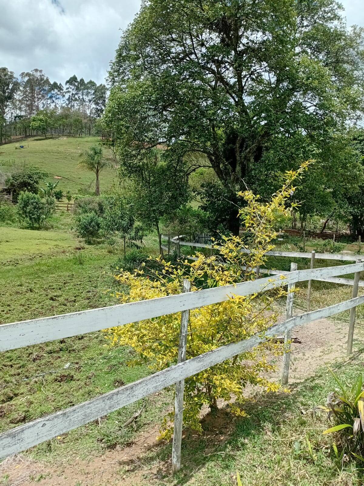 Sítio, 4 quartos, 2 hectares - Foto 4