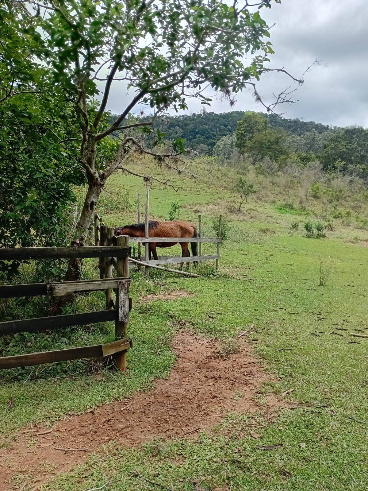Sítio, 4 quartos, 2 hectares - Foto 11