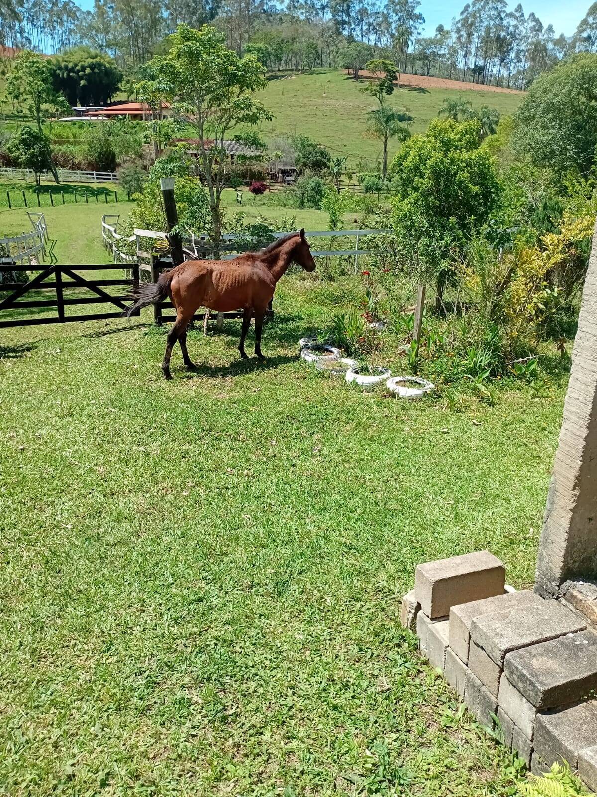 Sítio, 4 quartos, 2 hectares - Foto 19